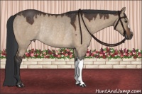 Horse Color:Brown Dun Rabicano 