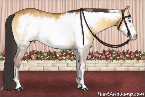 Horse Color:Buckskin Onyx Frame Rabicano 