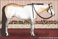 Horse Color:Buckskin Onyx Frame Rabicano 