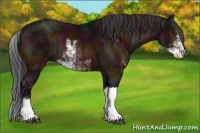 Horse Color:Midnight Brown Sabino 