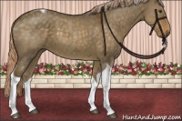 Horse Color:Chocolate Palomino Dun Tobiano