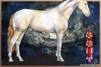 Horse Color:Buckskin Pearl Dun Splash Tobiano 