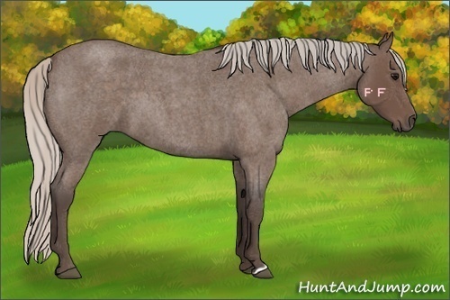 Horse Color:Silver Blue Roan 