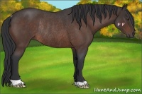 Horse Color:Brown Roan Rabicano 