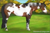 Horse Color:White Spotted Bay Frame