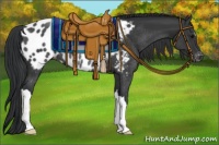 Horse Color:Black Appaloosa Rabicano