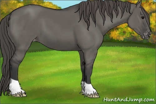 Horse Color:Grullo Varnish