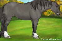 Horse Color:Grullo Appaloosa