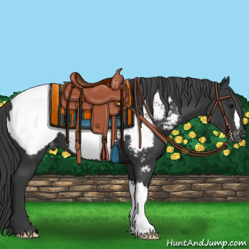 Horse Color:Black Near Fewspot 