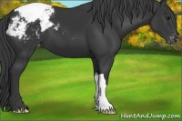 Horse Color:Black Appaloosa