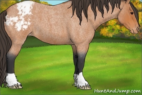 Horse Color:Bay Roan Appaloosa 