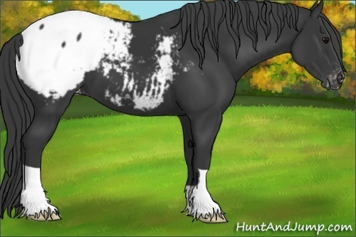 Horse Color:Black Appaloosa