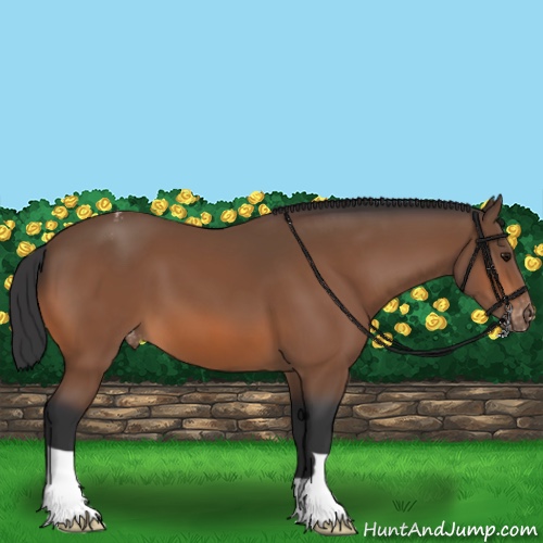 Horse Color:Bay Appaloosa