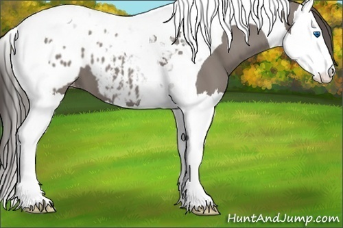 Horse Color:Grullo Splash Tobiano Appaloosa 
