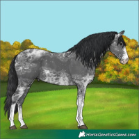 Horse Color:White Spotted Black Ice Tobiano