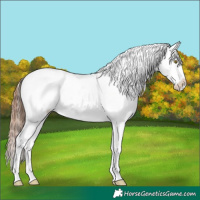 Horse Color:White Spotted Red Dun Ice Splash Appaloosa 