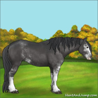 Horse Color:Black Sabino 