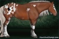 Horse Color:White Spotted Silver Bay Appaloosa 