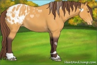 Horse Color:Chocolate Buckskin Roan Appaloosa 