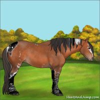 Horse Color:White Spotted Bay Tobiano Rabicano