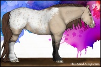 Horse Color:Bay Dun Appaloosa 