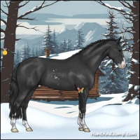 Horse Color:Black Sabino
