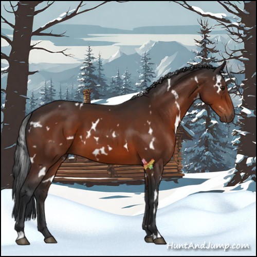 Horse Color:White Spotted Brown 