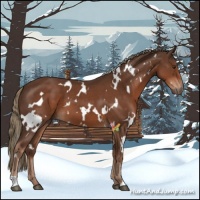 Horse Color:White Spotted Liver Chestnut 