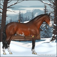 Horse Color:Bay Sabino 
