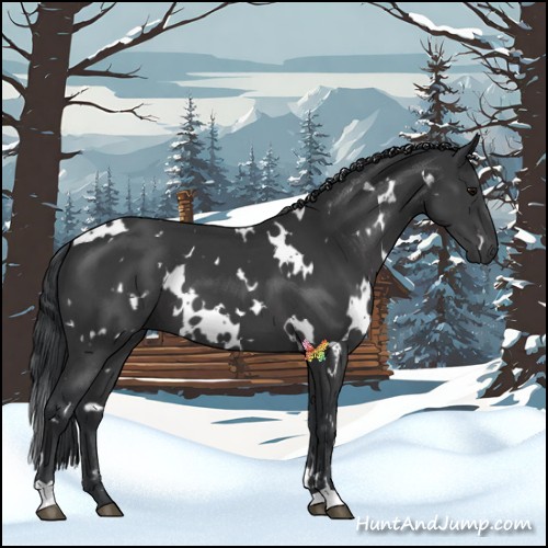 Horse Color:White Spotted Black
