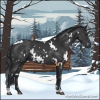 Horse Color:White Spotted Black