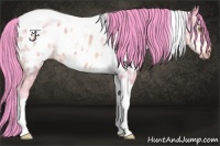Horse Color:Watercolor Sable Champagne Ice Tobiano Appaloosa 