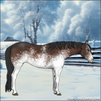 Horse Color:White Spotted Brown 
