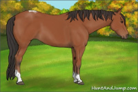 Horse Color:Bay Tobiano 