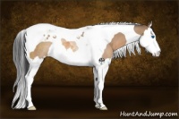 Horse Color:Bay Dun Splash Tobiano Rabicano 
