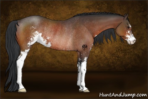 Horse Color:Brown Sabino Rabicano 