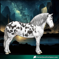Horse Color:Liver Chestnut Appaloosa