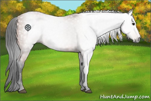 Horse Color:Gray Bay 