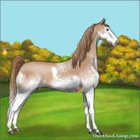 Horse Color:White Spotted Chestnut Splash 