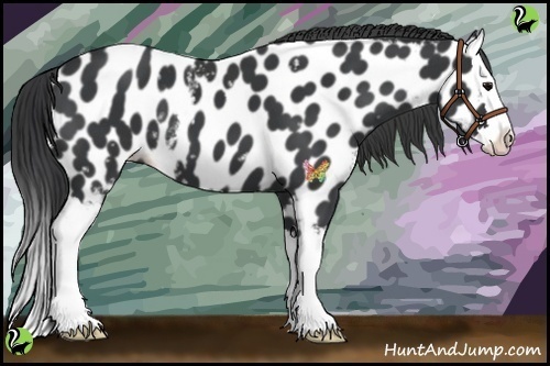 Horse Color:White Spotted Black Sabino Splash Appaloosa