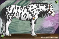 Horse Color:White Spotted Black Sabino Splash Appaloosa 
