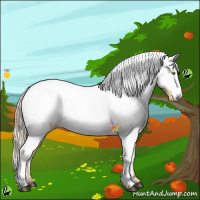 Horse Color:Palomino Appaloosa 