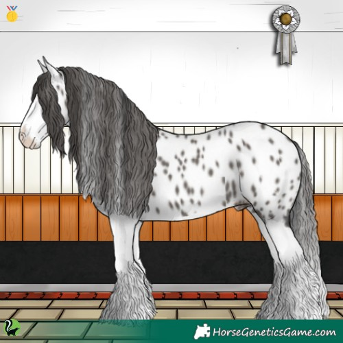 Horse Color:Grullo Splash Appaloosa 