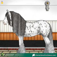 Horse Color:Grullo Splash Appaloosa