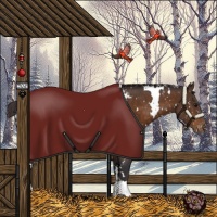 Horse Color:White Spotted Buckskin Appaloosa 