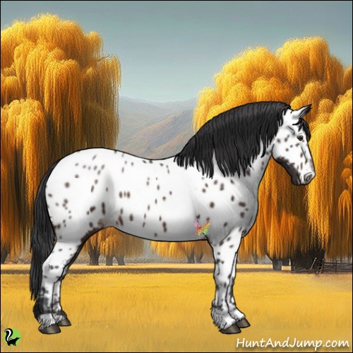 Horse Color:Brown Appaloosa