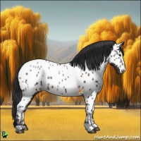 Horse Color:Brown Appaloosa 
