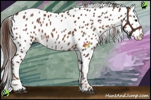 Horse Color:White Spotted Liver Chestnut Appaloosa 