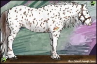 Horse Color:White Spotted Liver Chestnut Appaloosa 