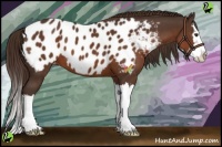 Horse Color:Liver Chestnut Sabino Splash Blanket 